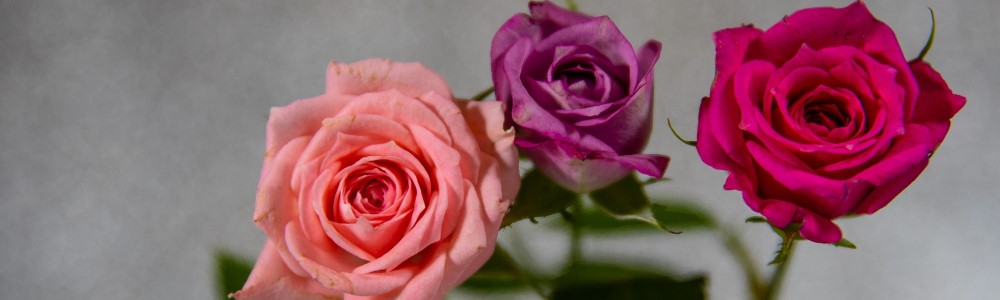 Gärtnerei Meßmer Gärtnerei Meßmer, Blumen Frühling
