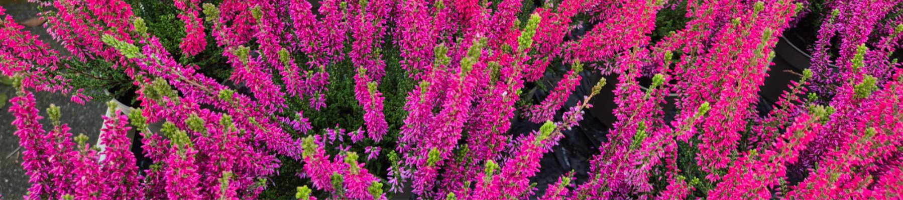 Blumen Lindau Messmer